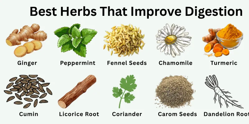 Best Herbs That Improve Digestion