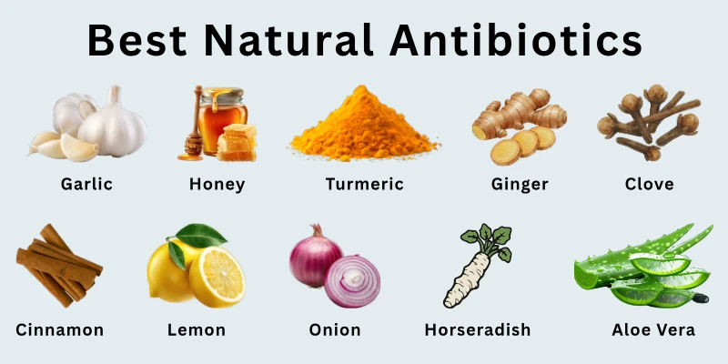 Best Natural Antibiotics