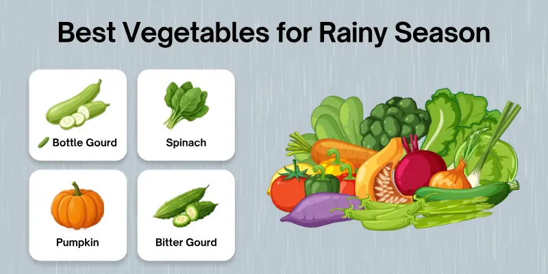 Best Vegetables for Rainy Season
