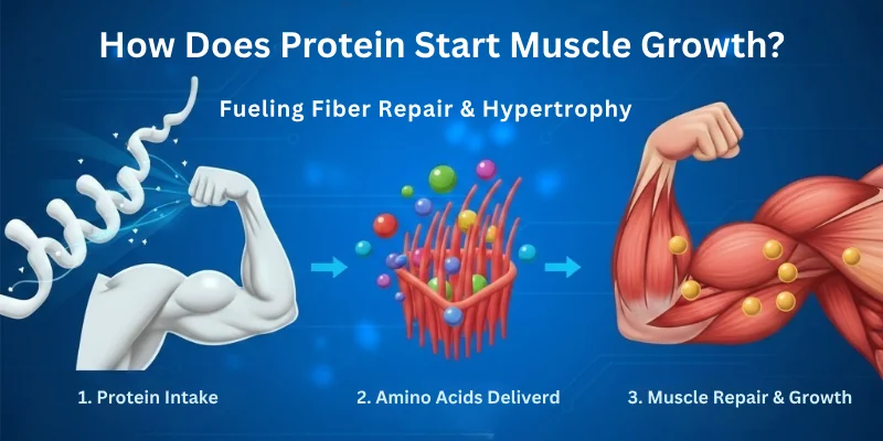 How Does Protein Start Muscle Growth?