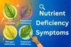 Signs and Symptoms of Nutrient Deficiencies: Know Now - Post Thumbnail
